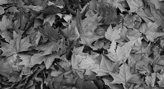 Fallen autumn leaves in a black and white