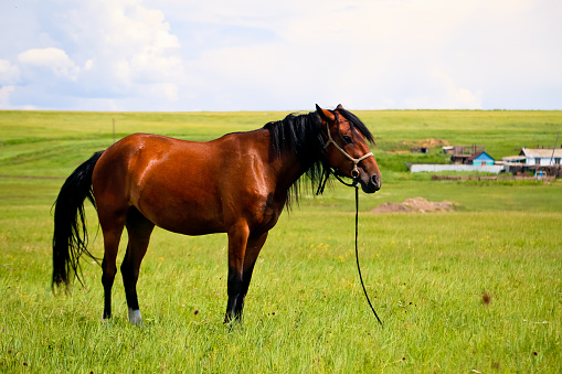 Horse on a green meadow in the summer, Russia.