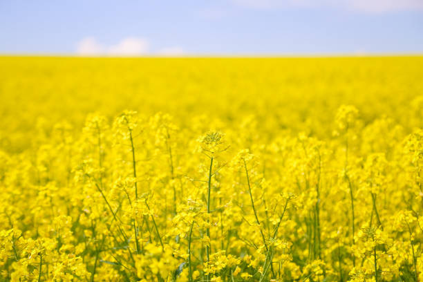 istock Field of yellow rapeseed (Brassica napus) in bloom 1763332246