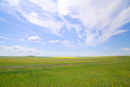 Green meadow under blue sky with white clouds. Spring landscape.
