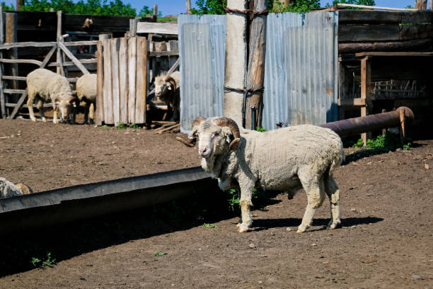 istock Sheep in the paddock on a sunny day. Selective focus. 1763332931