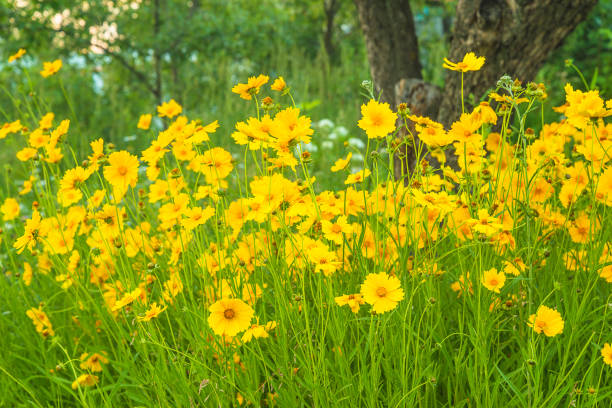 istock Yellow daisies on the summer lawn 1763335171