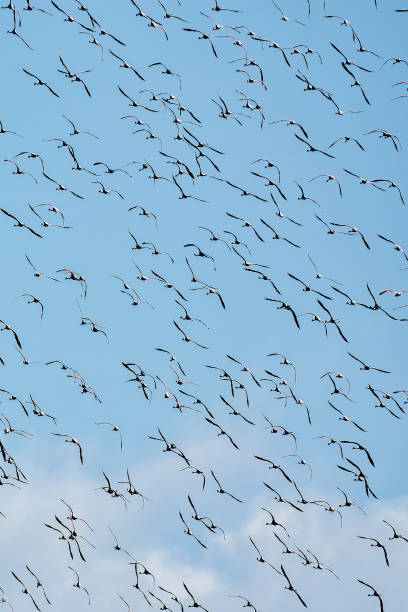 istock Greater flamingos 1763336187