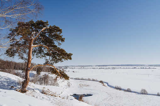 A lone pine tree grows on the edge of a cliff, a winter landscape in the early morning. A tree against a blue sky. Siberian winter in Russia. High quality photo
