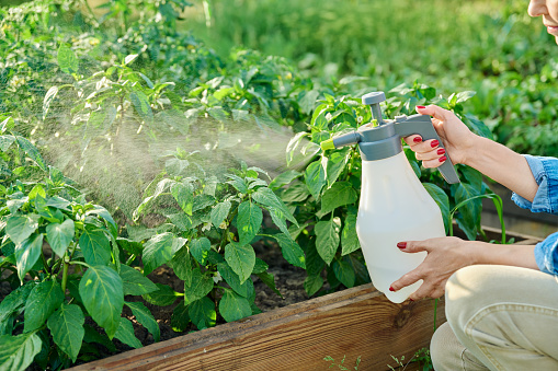 Close-up of gardener farmer hands with spray spraying sweet bell pepper plants in garden. Treatment of young plants against fungal diseases, growth enhancers of flowering plants to increase yields