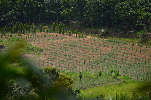 A beautiful and young black pepper plantation being grown on wooden cuttings in a crop in the interior of Brazil