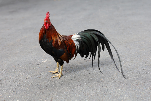 The fighting cock is beautiful hen in garden