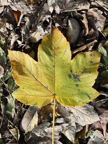 Autumn, autumnal, foliage, leaves, dried, dry, colored
