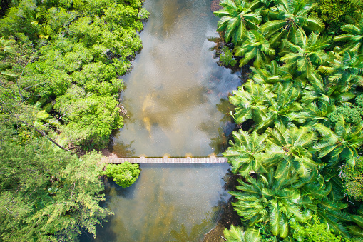 Drone bird eye view at Anse solei beach, bridge over river within forest Mahe Seychelles 7
