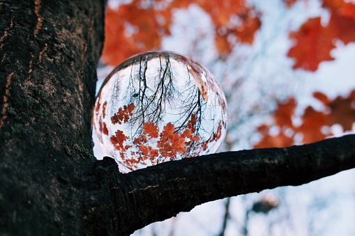 Crystal ball on tree during autumn