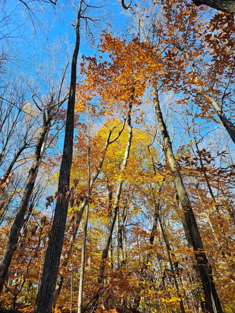 istock Quebec Landscape golden autumn fall leaves trees sunshine Canada 1763347465