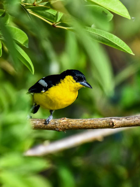 istock Animals of srilanka 1763347641