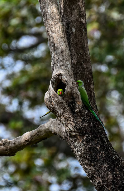 istock Animals of srilanka 1763347644