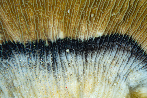 Multiple types of bacteria make up black band disease which kills coral tissue. This is one of the many ways in which corals can be worn down and eventually killed off.