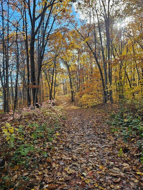 istock Quebec Landscape golden autumn fall leaves trees sunshine Canada 1763347773