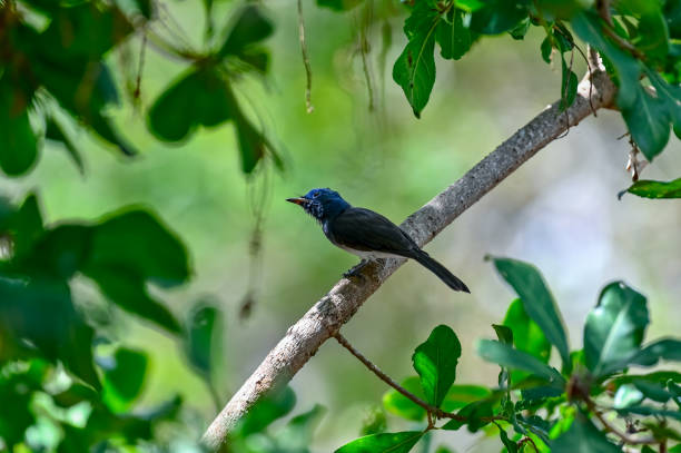 istock Animals of srilanka 1763347830