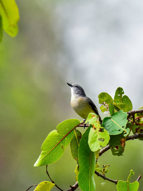 istock Animals of srilanka 1763347912