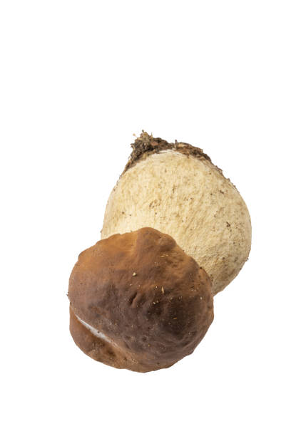 istock several fresh Bordeaux porcini mushrooms on a white background 1763348117