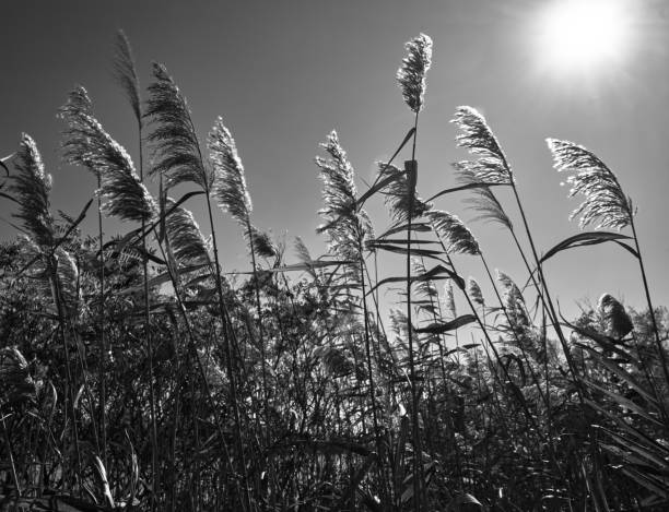 reeds growing on the river bank in autumn