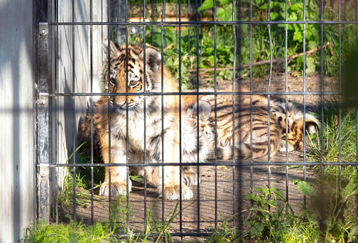 Baby amour tiger behind fences, living in captivity - Summer