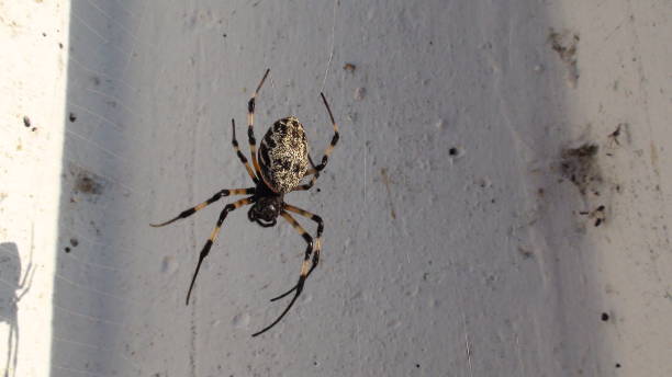 istock maria ball spider - Nephilingis cruentata 1763349571