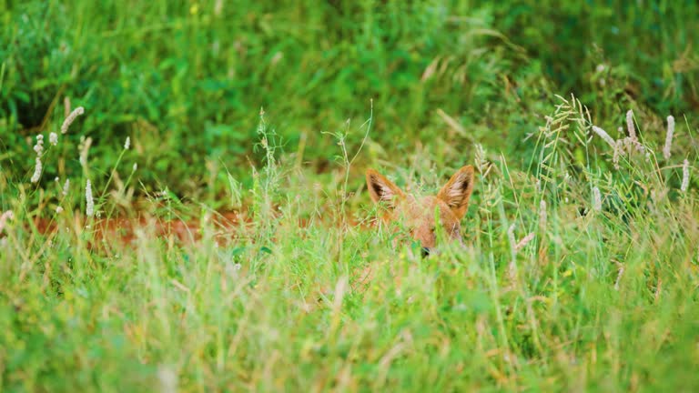 A cape fox (Vulpes chama) hidden in grass