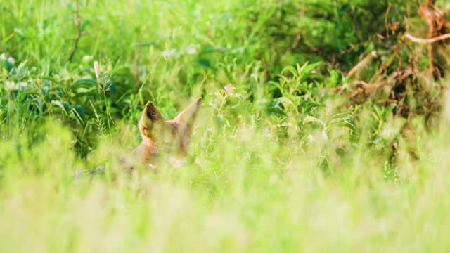A cape fox (Vulpes chama) hidden in grass