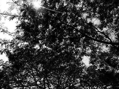 Big dark branch tree with sky and flare light in monochrome style. Pattern and Wallpaper background in black and white tone.