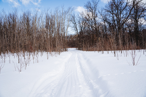 Snowmobile footprints in the snow, expensive in the forest, trees grow in one row, forest plantation, winter landscape, walk in the park, snow road. High quality photo