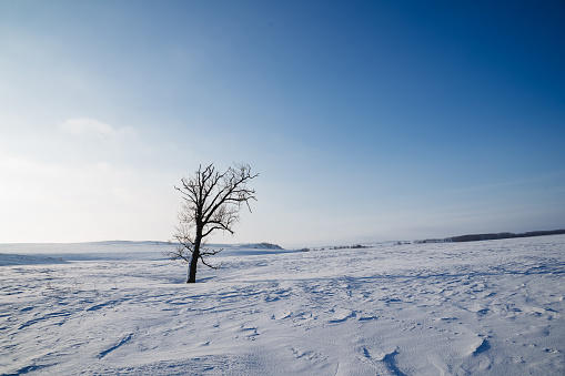 Minimalism winter landscape, tree in the snow, black trunk, oak grows in winter against the sky, cold weather blue sky, frosty day. High quality photo