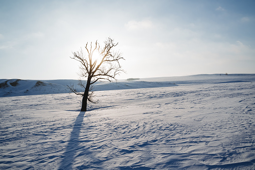 The landscape of winter is a tree in the snow, sunlight shines through the branches of a tree, minimalism in nature, a lonely tree, a shadow in the snow. High quality photo