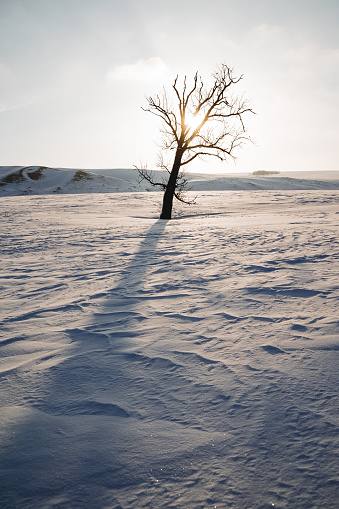 a lonely tree stands in the middle of a field in the snow, the winter landscape is frosty weather, the sun shone with bright rays, the dawn in nature, the sunrise, the shadow of the tree