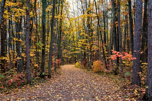 Higgins Lake, Michigan. autumn, fall colors, tree lined trail. Civilian Conservation Corp had a camp here during the recession growing and planting pine trees.