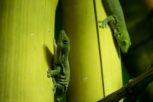 Two green geckos (probably Standing's day gecko  -Phelsuma standingi) in Warsaw Zoo