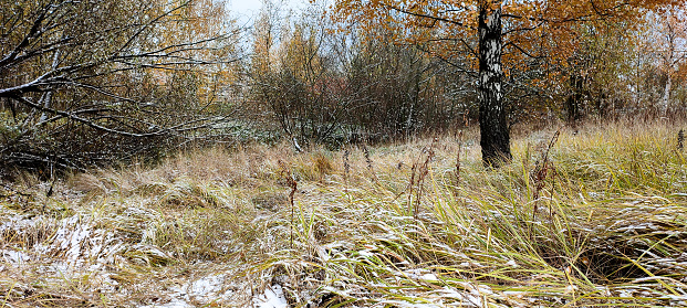 The first snow in a bright overgrown park in the fall. A lone birch tree with golden, orange foliage covered in white snow. Autumn grass under the weight of snow. The first snow in late fall - weather forecast.