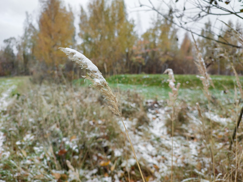 The first snow in a bright overgrown park in the fall. Birch trees with golden, orange foliage covered with white snow. Autumn grass under the weight of snow. The first snow in late fall - weather forecast.