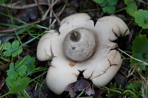 Natural closeup on the odd shaped collared,, saucered or triple earthstar mushroom, Geastrum triplex, growing on the forest floor