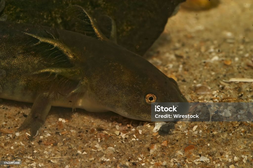 Closeup On A Large Larvae Of The Northamerican Barred Tiger Salamander