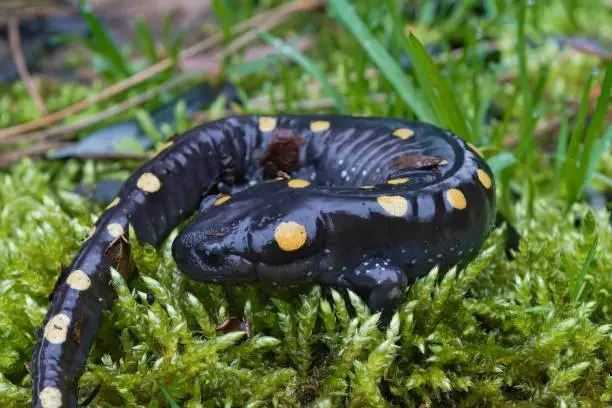 Closeup on an adult male North-American Spotted mole salamander, Ambystoma maculatum sitting on green moss