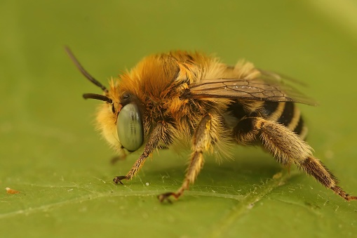 Natural closeup of a cute small fluffy male solitary Green-eyed Flower Bee, Anthophora bimaculata, sitting on a green leafd