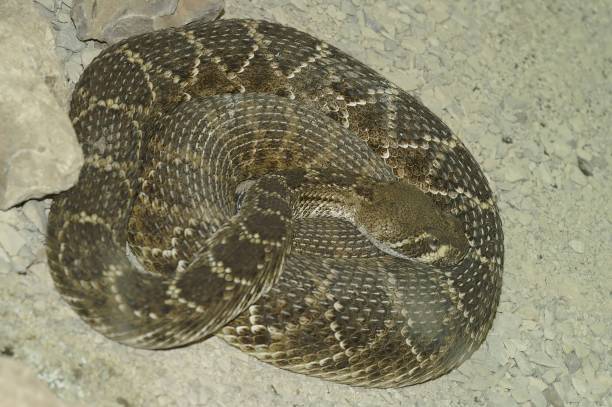 istock Closeup on a curled Texas or Western diamondback, rattlesnake, Crotalus atrox 1763391456