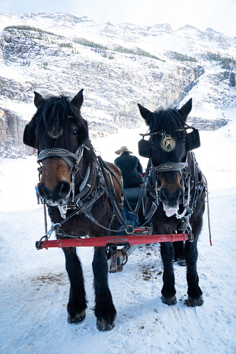 Lake Louise, Alberta, Canada - March 17, 2023: Two draft horses stand on a frozen lake hooked up to a sleigh at Banff National Park.