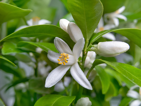 Calamondin or calamansi fruit flowers, buds and leaves branch. Citrus hybrid blossom.