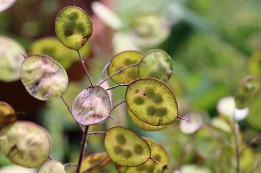Honesty, Lunaria annua, flower translucent seed pods in close up, with a blurred background of leaves.