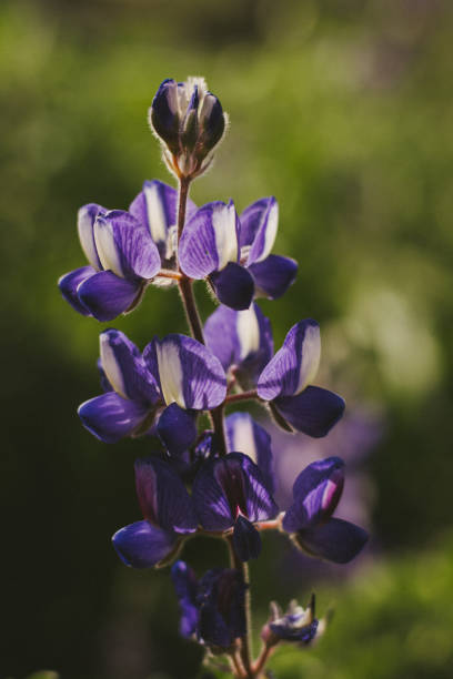 istock Purple lupine blooming in spring 1763403149