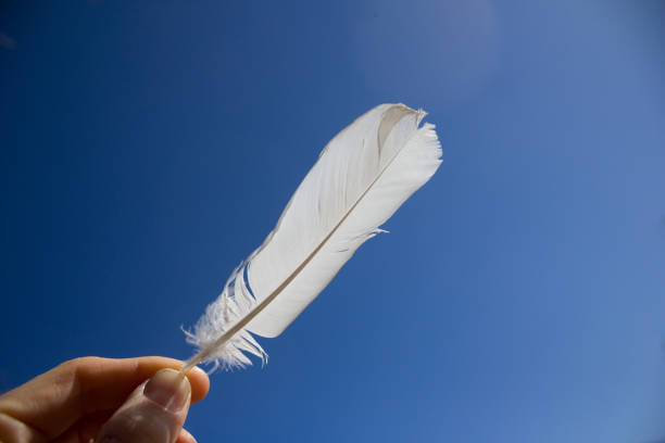 istock Light weight of white feather 1763405462
