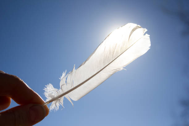istock Light weight of white feather 1763405467