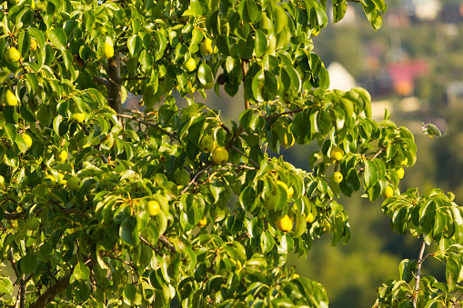 Tree tops in sunshine. Summertime