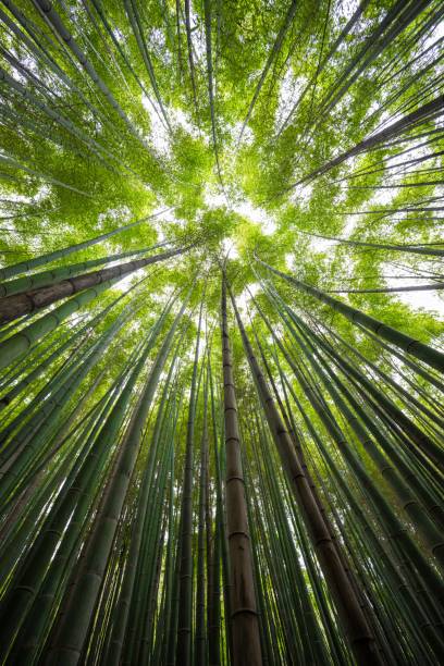 istock Scenic view of a lush forest with a clear sky above it 1763409599