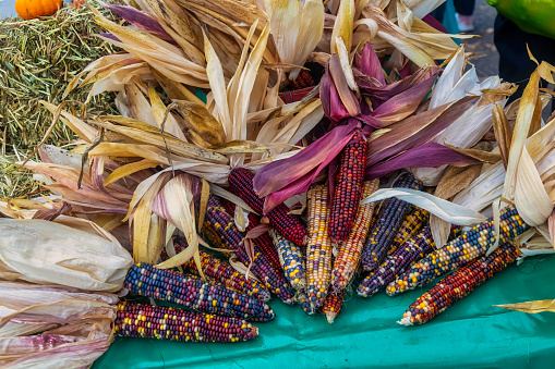 Decorative Indian Corn at the Farmer's market
